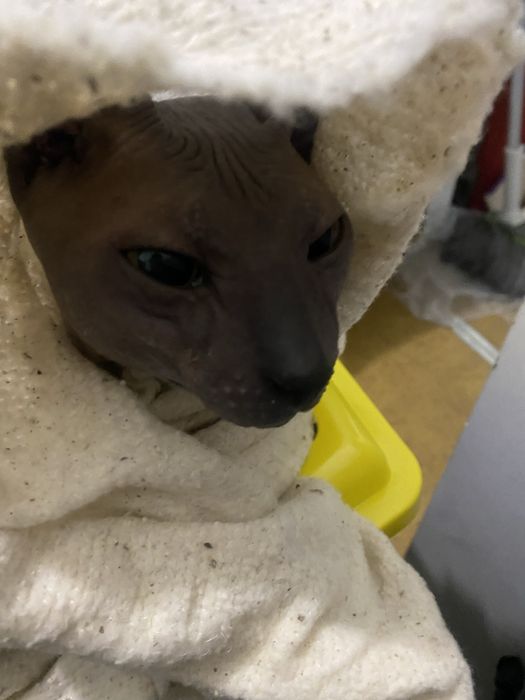 Срочно продам кота