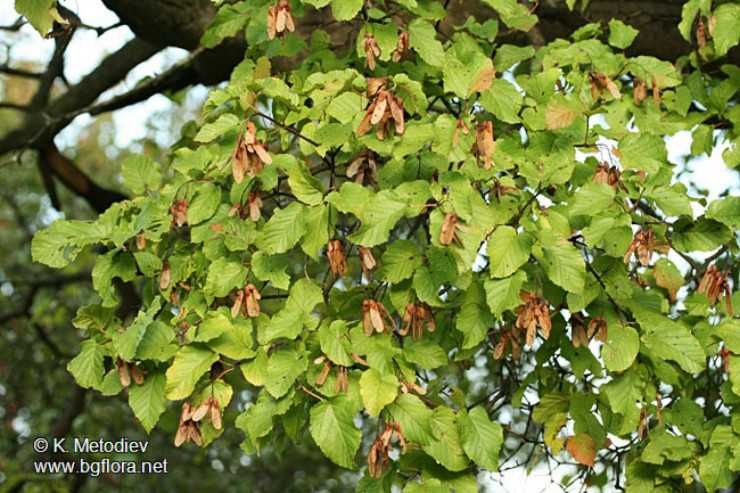 Декоративни Медоносни Дървета И Храсти