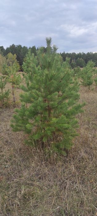Саженцы сосны обыкновенной