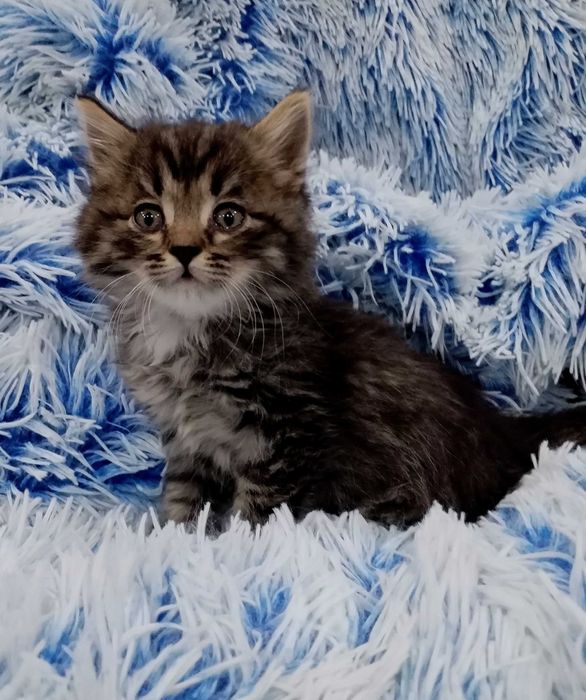 Отдам двух котиков.