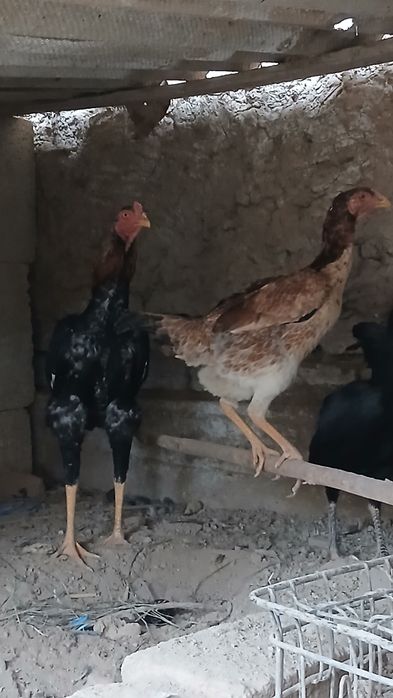 Tovuq xurozlar sotiladi