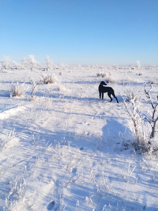 Продаю тазы .Продаю Гончи
