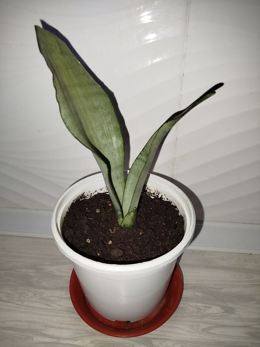 Sansiveriya mun shayn