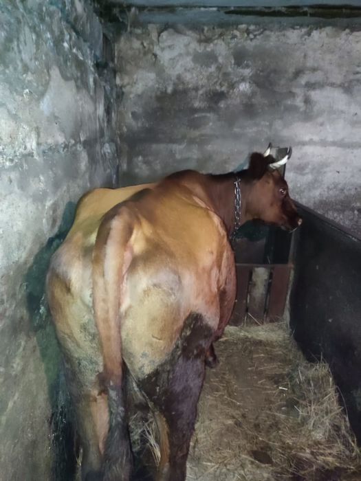 Продам корову дойную