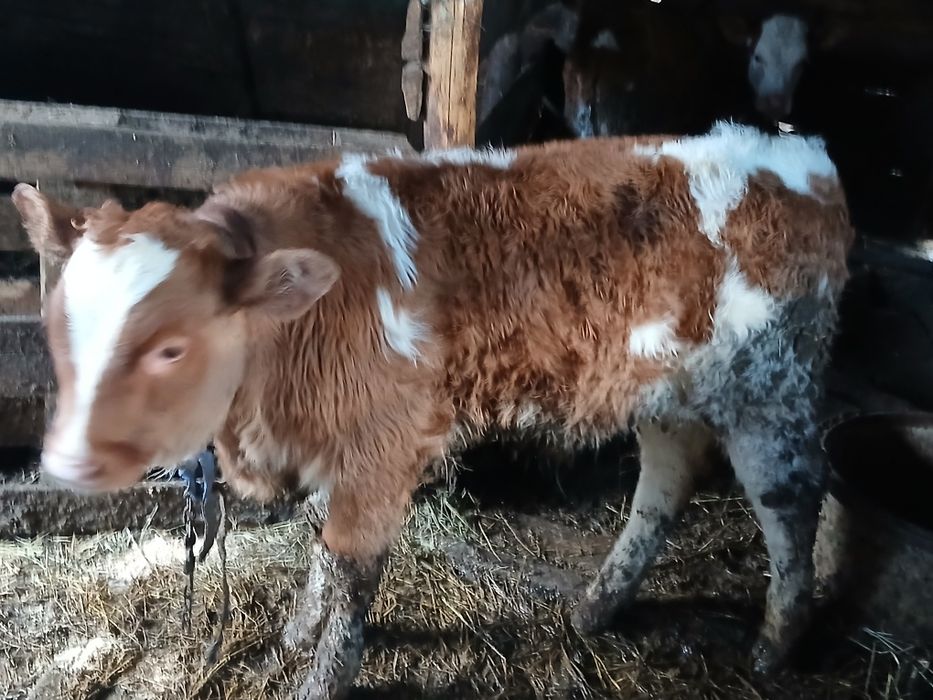 Vând 2 taurasi frumoși