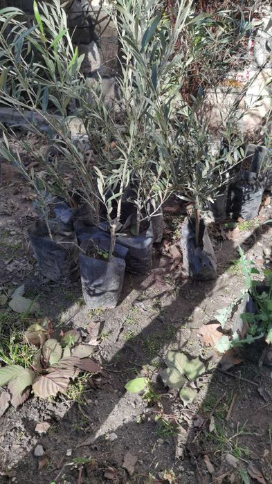 Маслина- налични 2 сорта