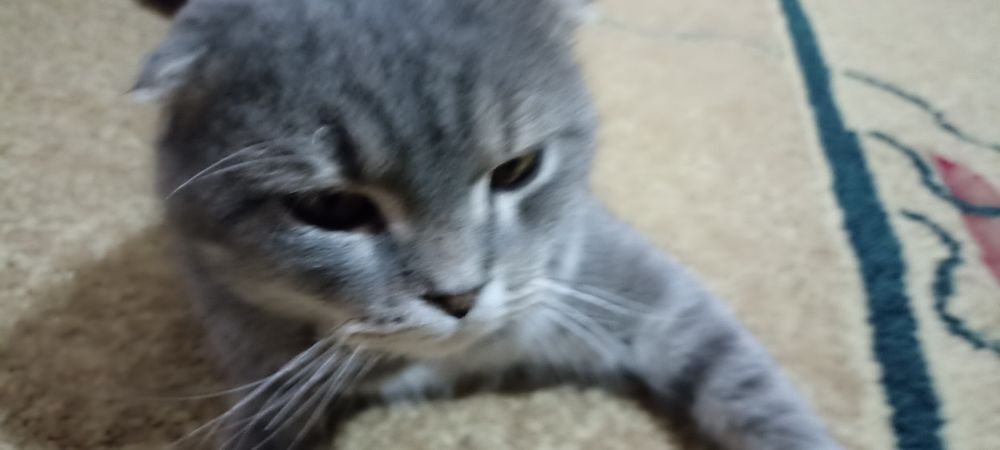 Scottish fold mushuk