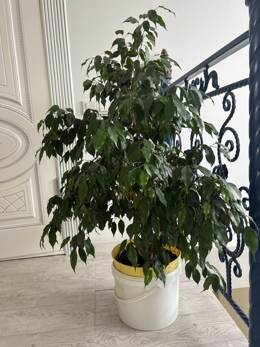 Цветы по низкой цене