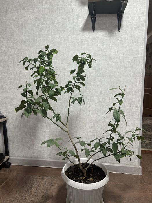 Продам комнатные цветы