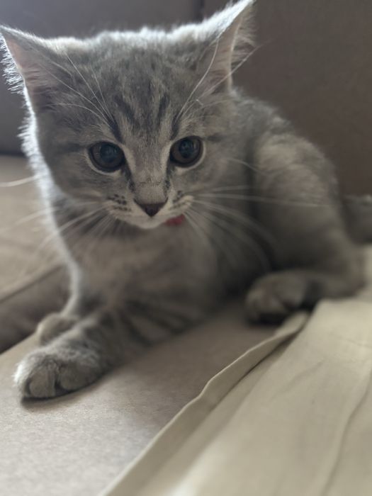 Отдам котенка девочку