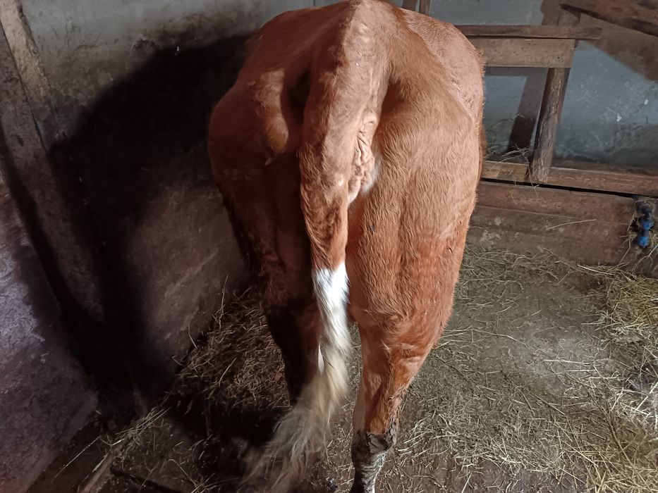 Vând vacă 4 ani și junincă 2 ani