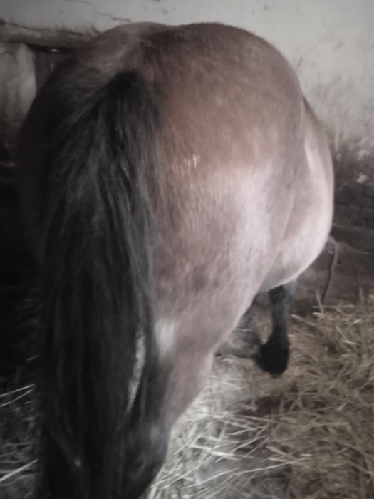 Iapa gestanta de 9 luni