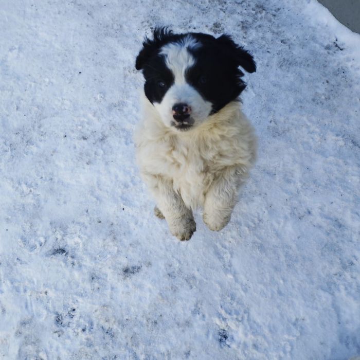 Отдам хороших щенят