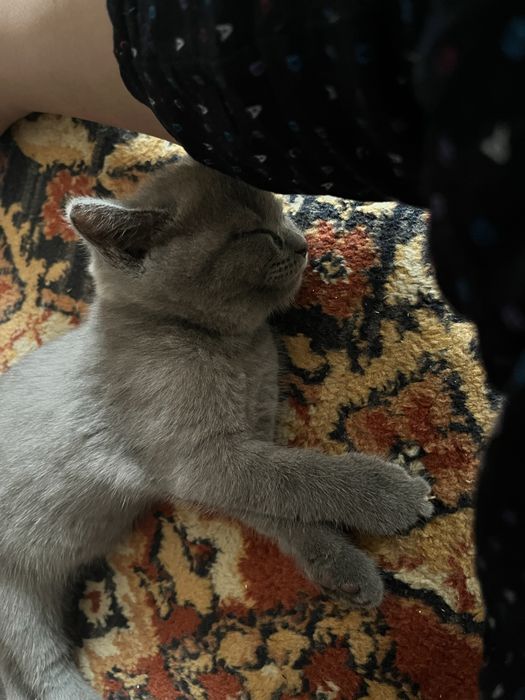 отдаю котенка, девочка