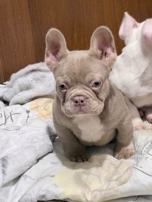 Френски Булдог кученце