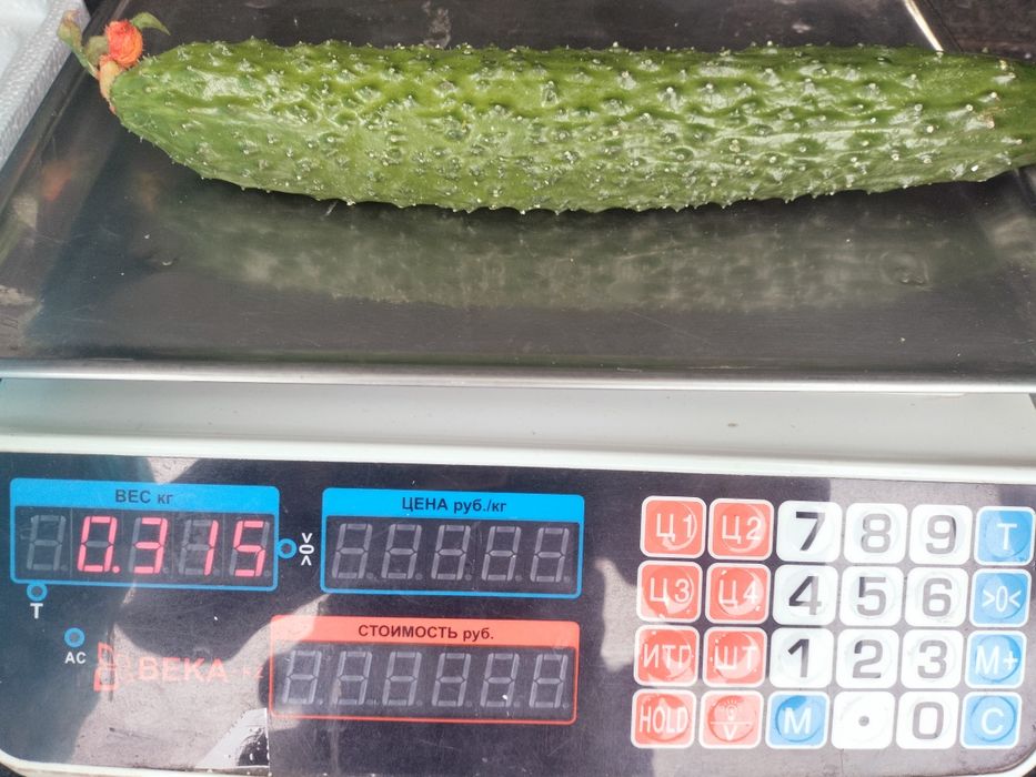 Свежие  огурцы и хрустящий