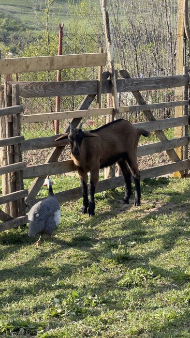 Ieduta Alpina Franceza (linie buna) foarte reusita, talie foarte buna!