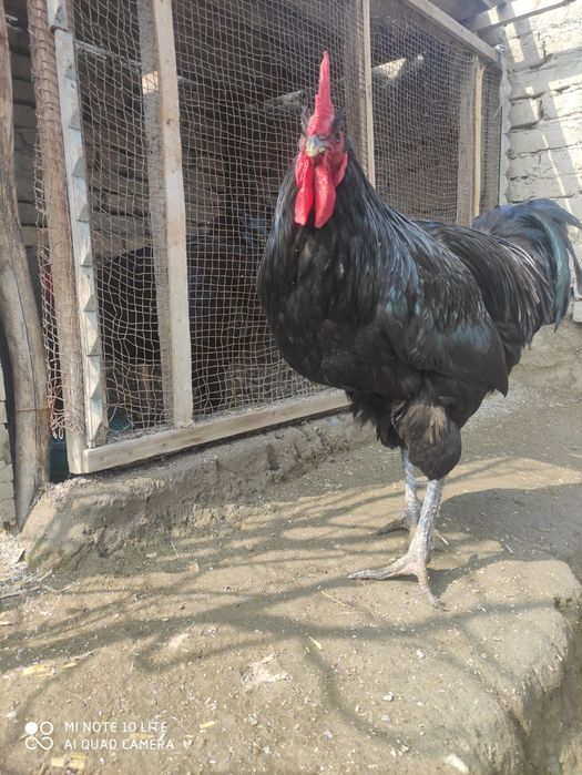 Qora shaxzoda sotiladi