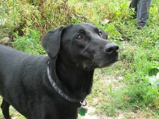 Лабрадор только в хорошие руки