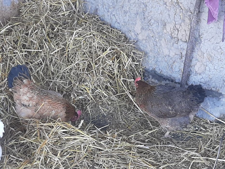 Домашний тухумлар сотилади