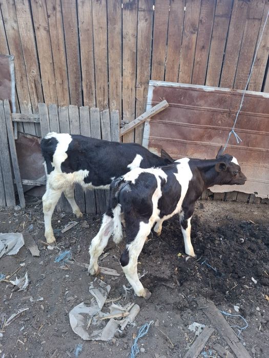 De vânzare vaca cu viței