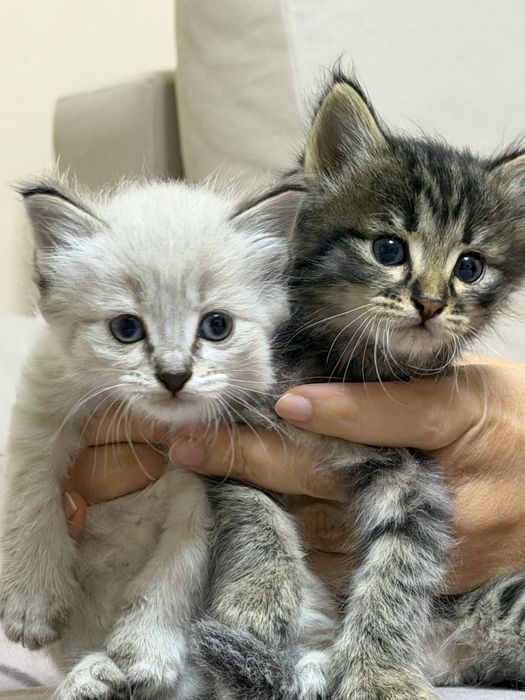 Отдадим котят в надежные руки