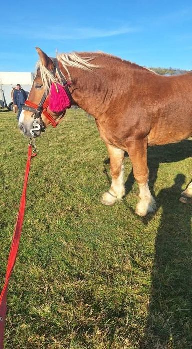 Vând armăsar de 5 ani