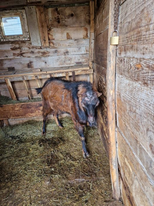 Țap francez de un an jumate