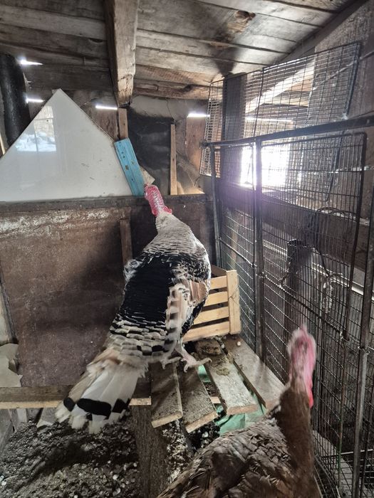 Индюки на племя узбекская палевая