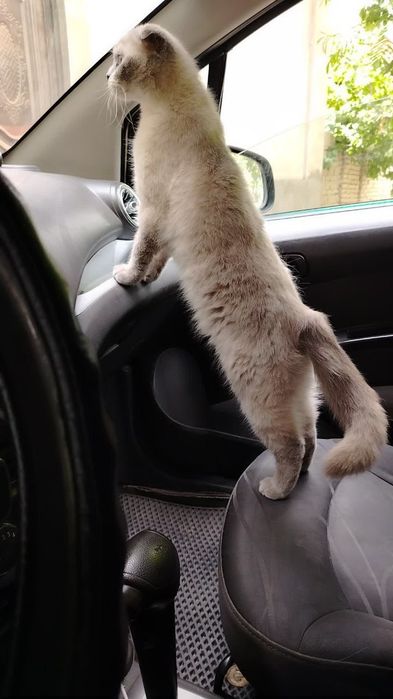 Шотландский скотиш фолт Акрас капучина