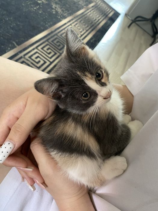 Котёнок в добрые руки! Срочно
