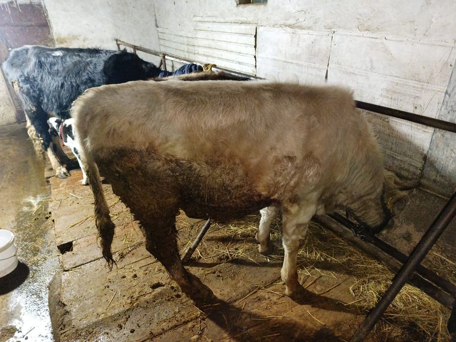 2 жасар бұқа сатылады