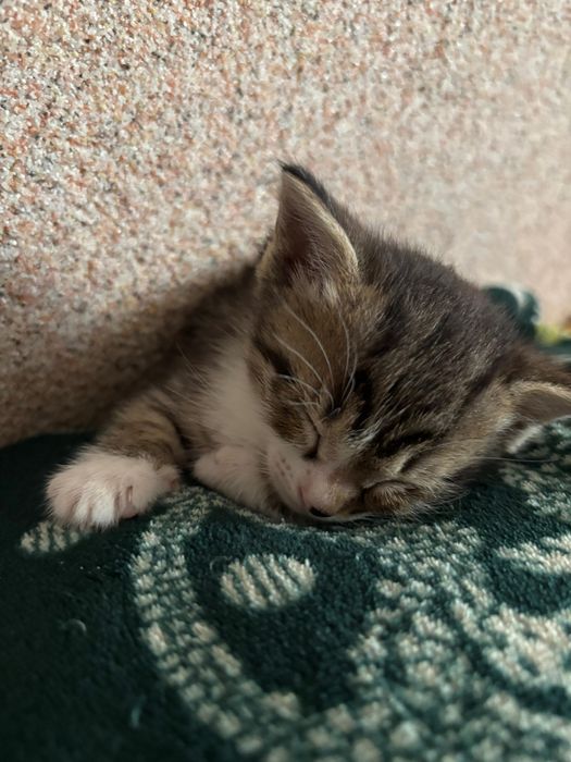 Котёнки отдам добрые руки