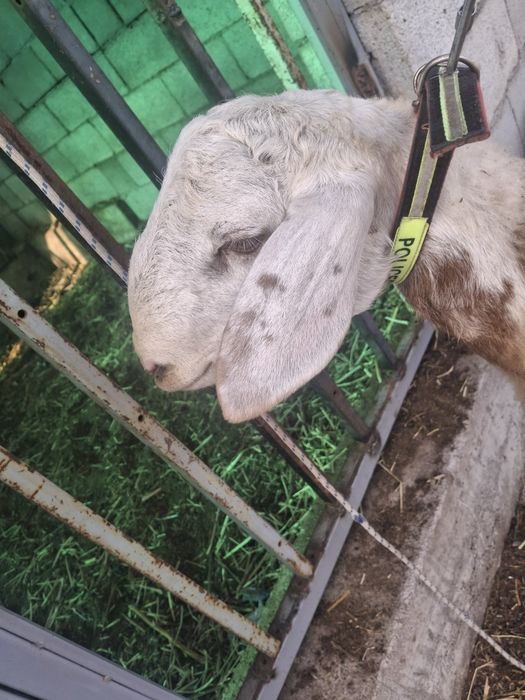 Продам кошкара срочно