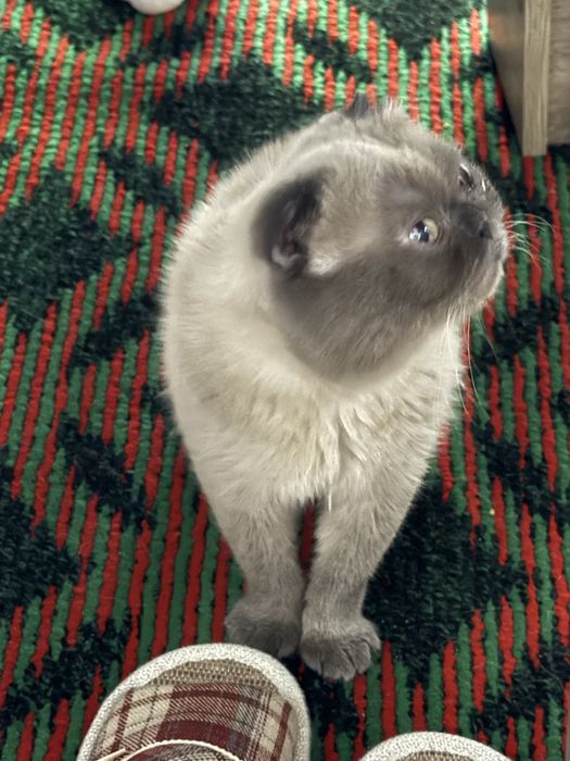 Скоттиш фолд шатландец