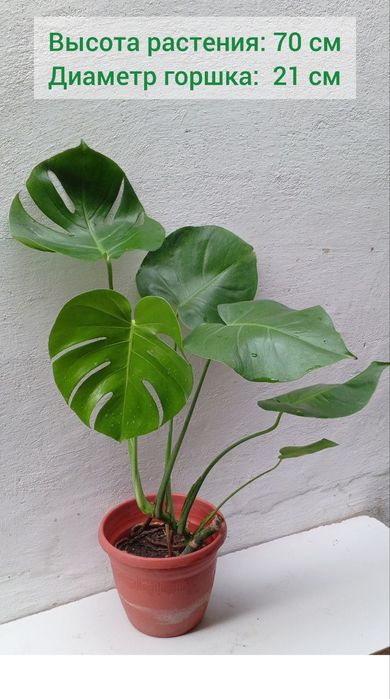 Монстера деликатесная (Monstera Deliciosa). Цветы для дома и офиса.