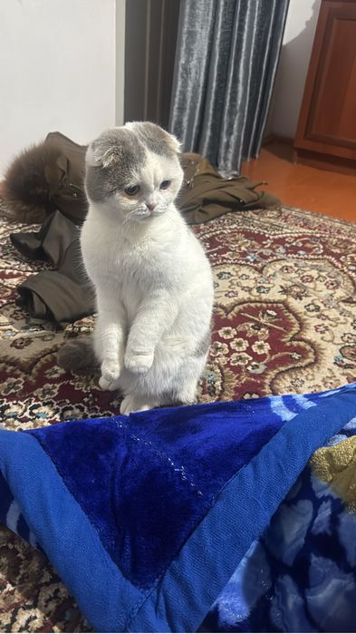 Кот скоттиш фолд 12месяц мальчик