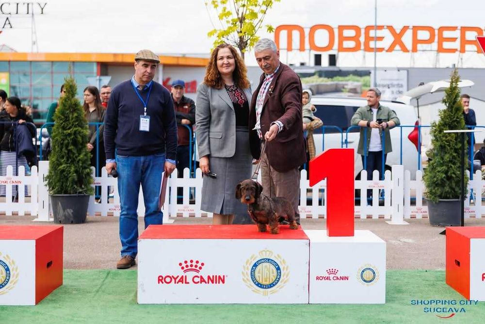 Pui Teckel Standard par Sarmos ( Dachshund Standard Rauhhaar )