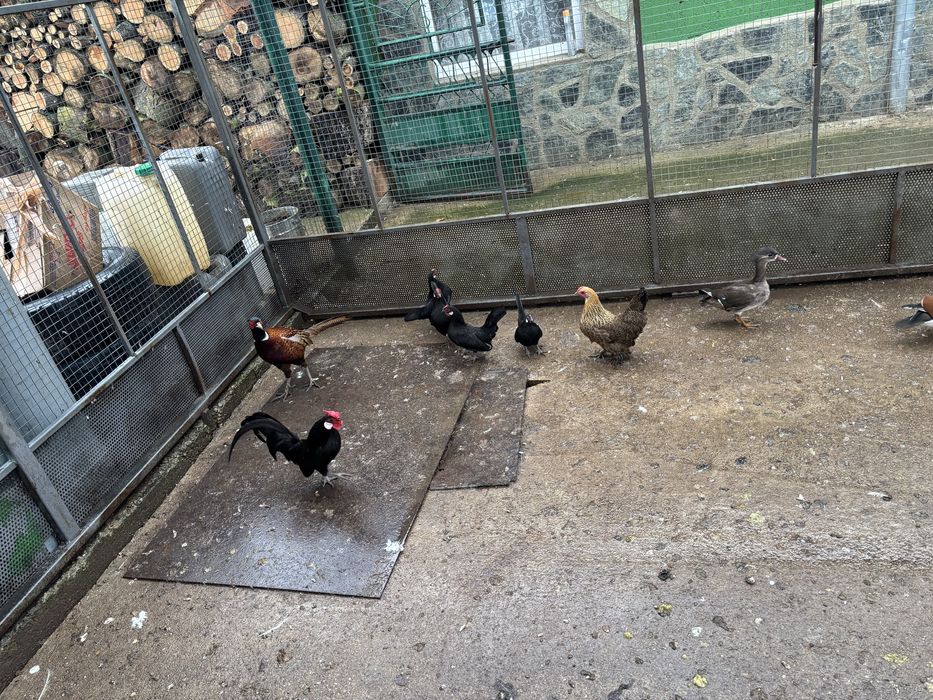 Розкомб декоративни кокошки