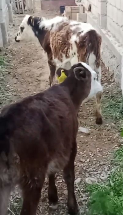 Ұрғашы 2,3 айлық бұзаулар сатылады!