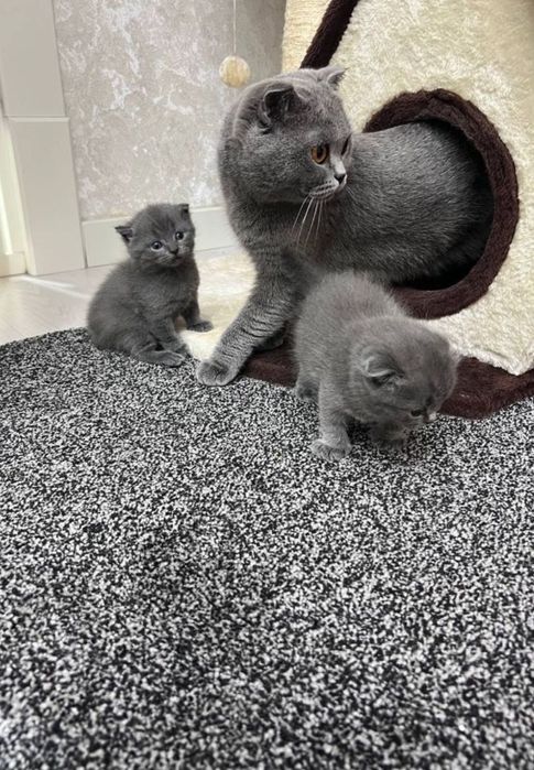 Продается котята