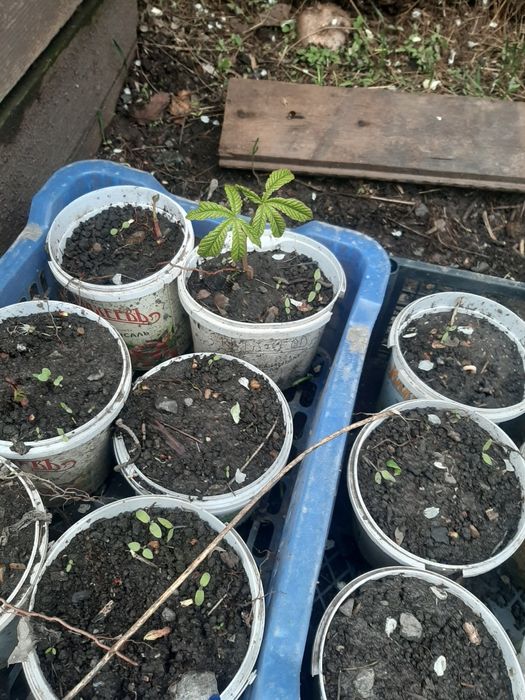 Саженцы туя каштан