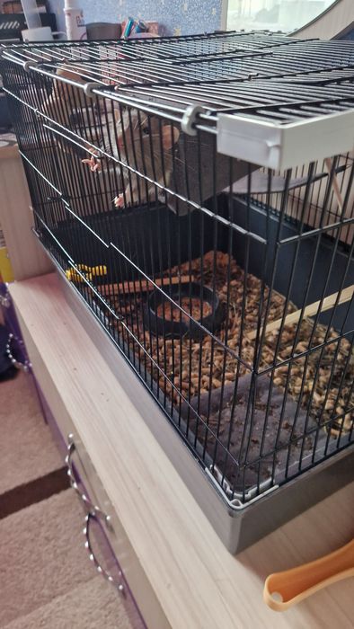 Продаётся клетка с крысой