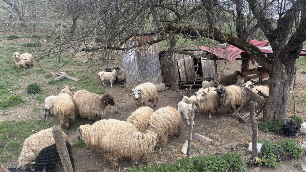 Vand oii si berbecc+ miei