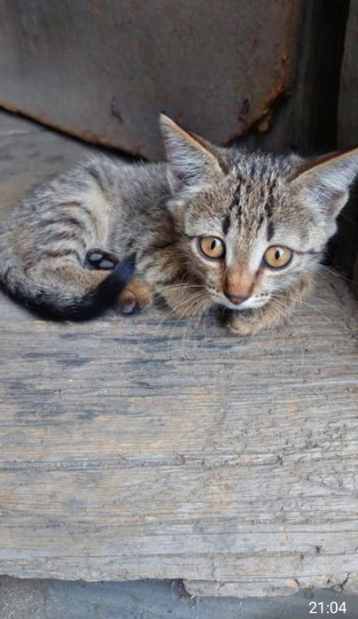 Отдам хороших котят в добрые руки