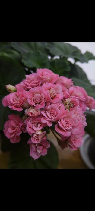 Сортовые коллекционные пеларгонии