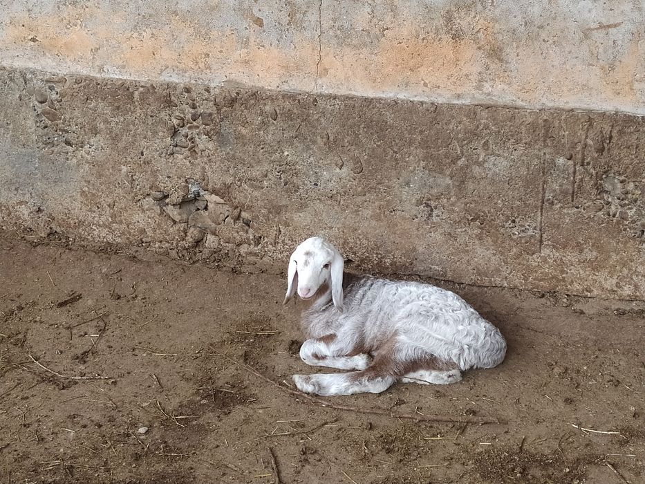 Козылык койлар сатылады