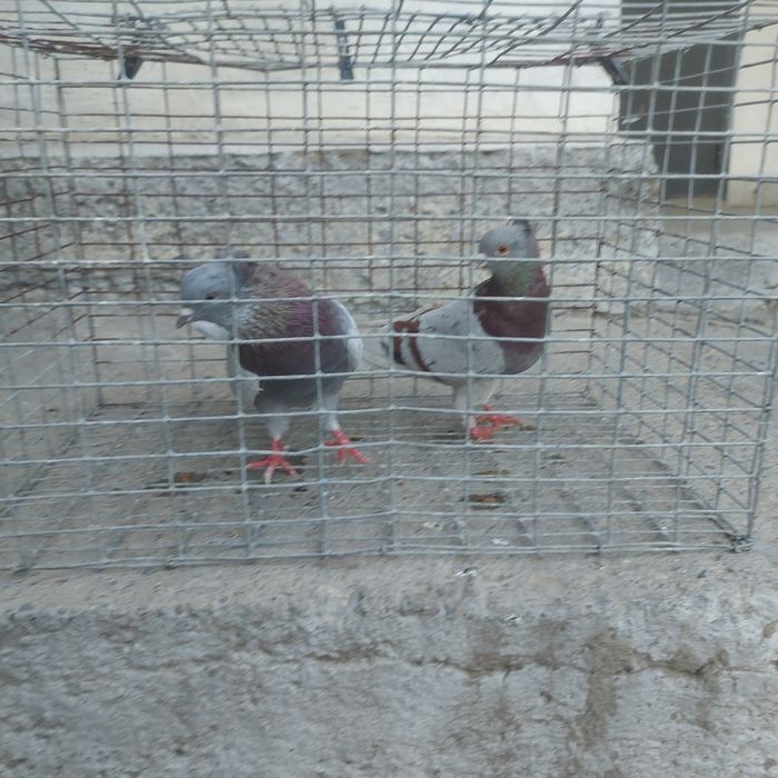 Краснамрамор чубати оба самец