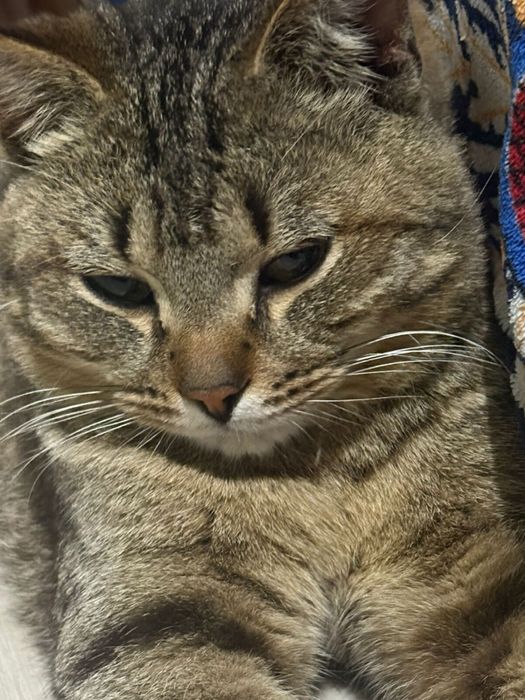 мысык в добрые руки