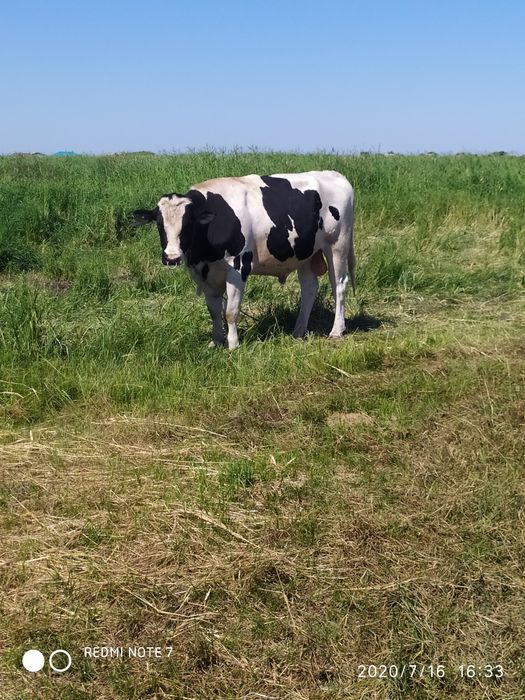 Ветеринар  выезд на дом 24/7